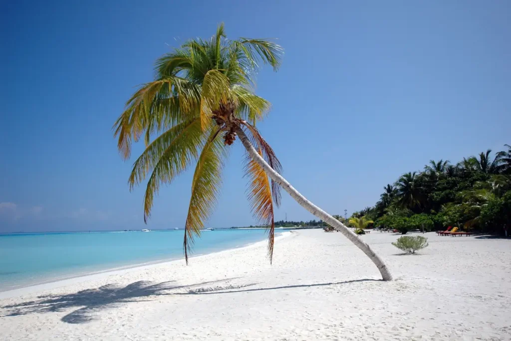 Serene tropical beach scene with a leaning palm tree by the clear blue ocean, ideal for travel vibes. Beach Captions for Instagram